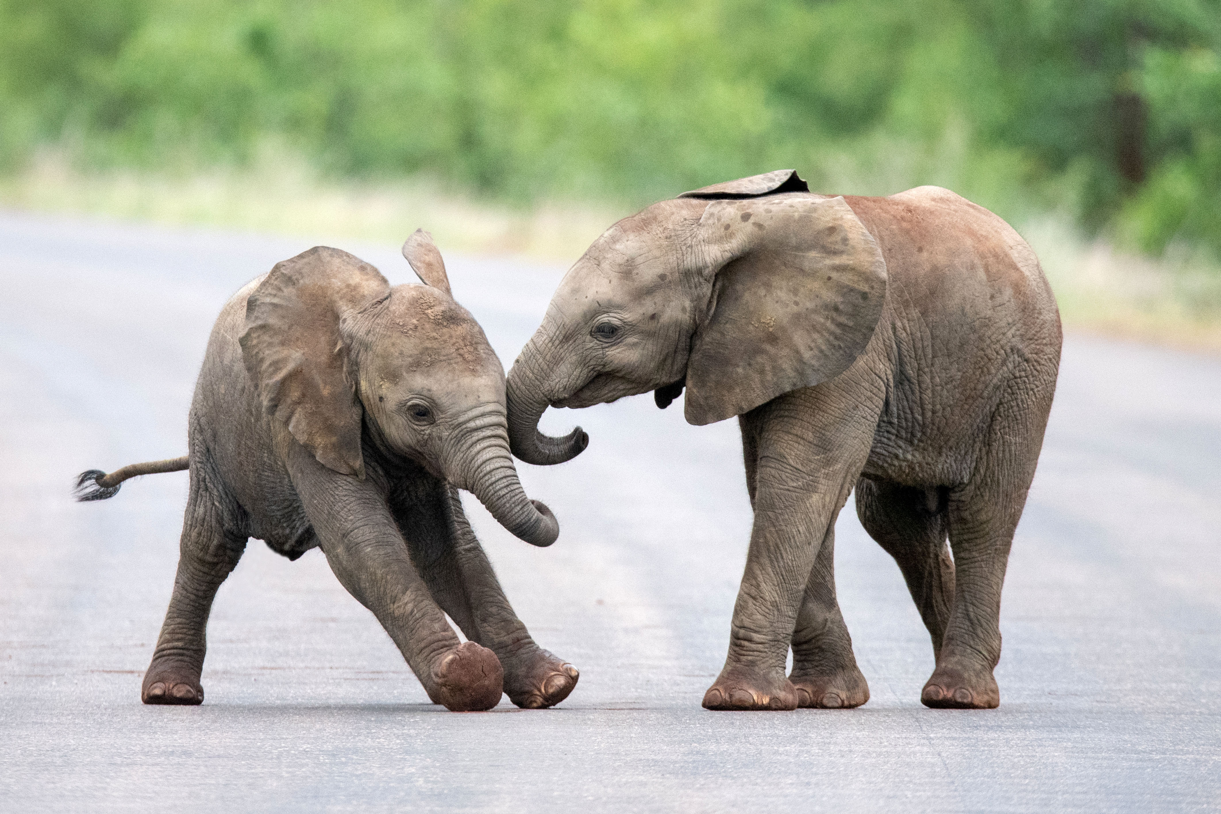 How are elephants playful?