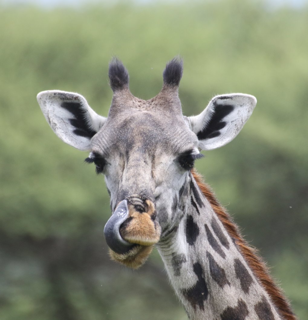 How are giraffes useful to humans?