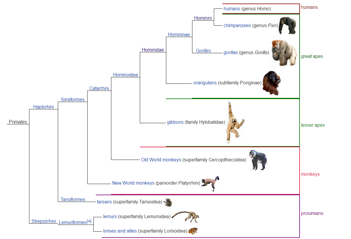 How are hominoids different from monkeys?