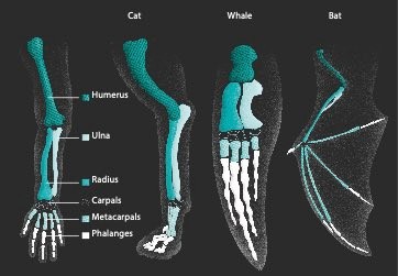 How are human bones similar to other mammals?