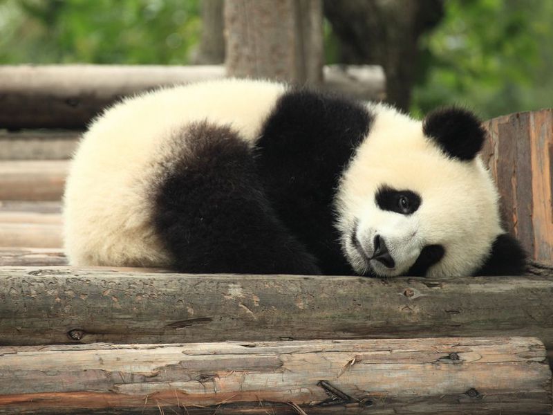 How are pandas going extinct?