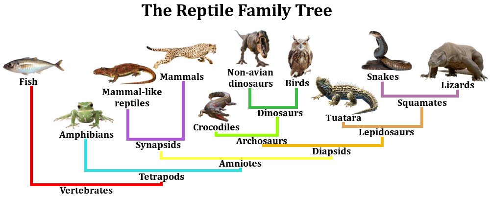 How are reptiles different from birds and mammals?