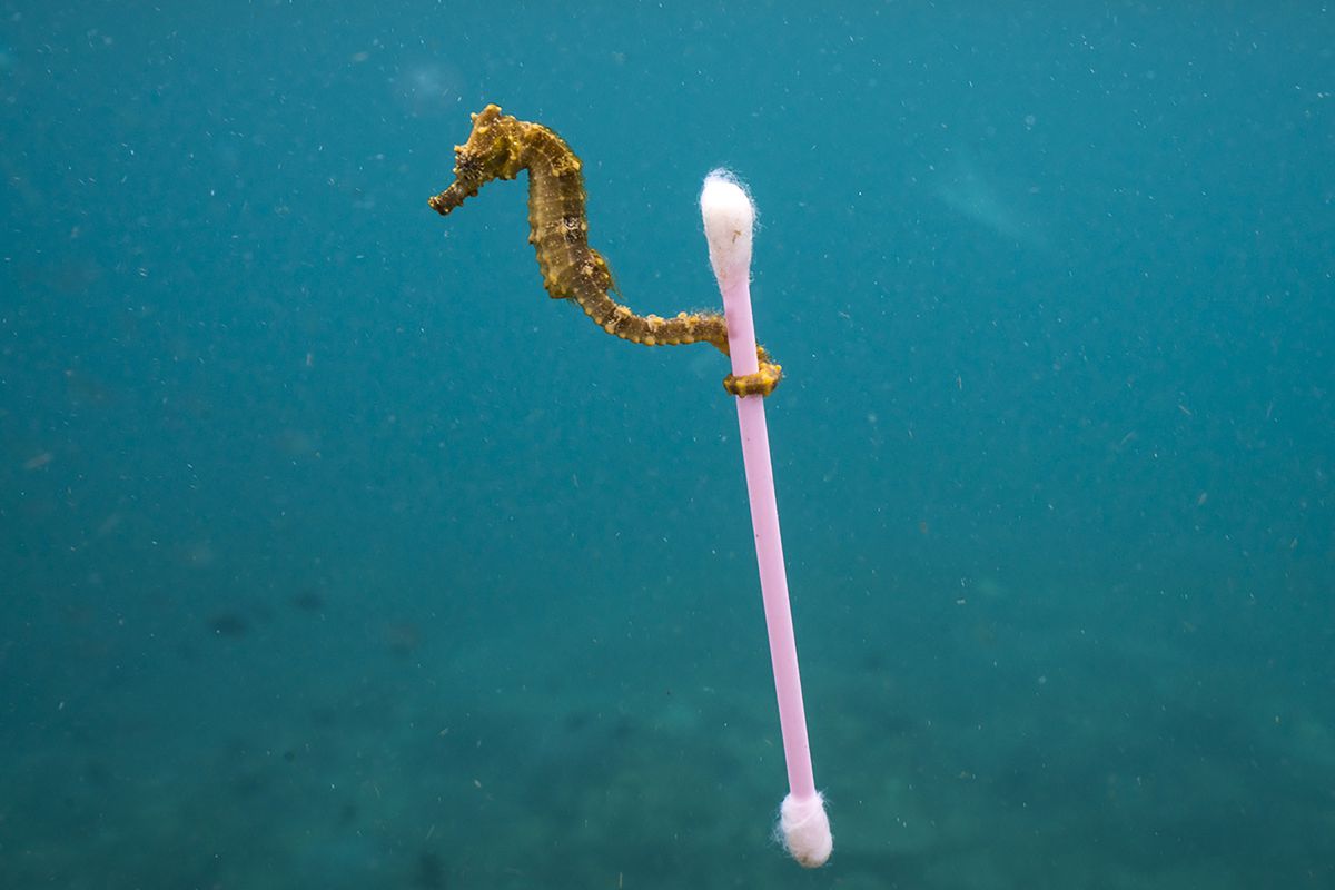 How are seahorses harmed by humans?