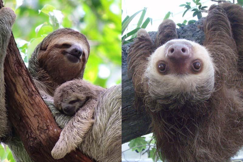 How are sloths different from other animals?