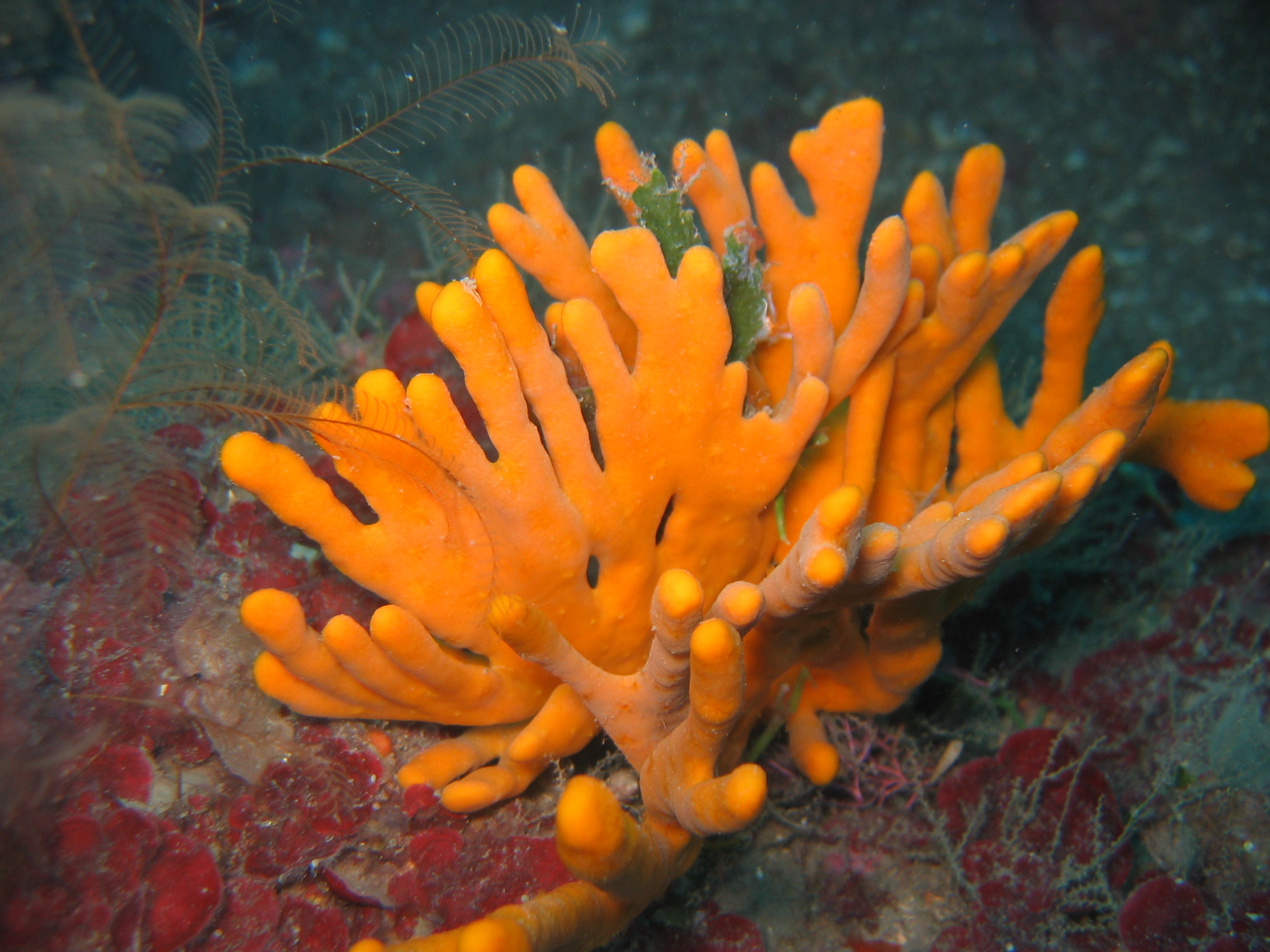 How are sponges collected from the ocean?