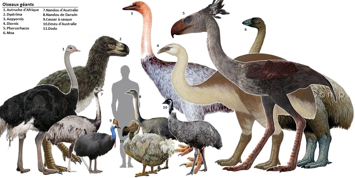 How are the large flightless birds related?