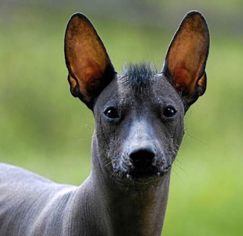 How big are Mexican hairless dogs?
