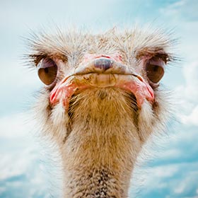 How big are the eyes of an ostrich?