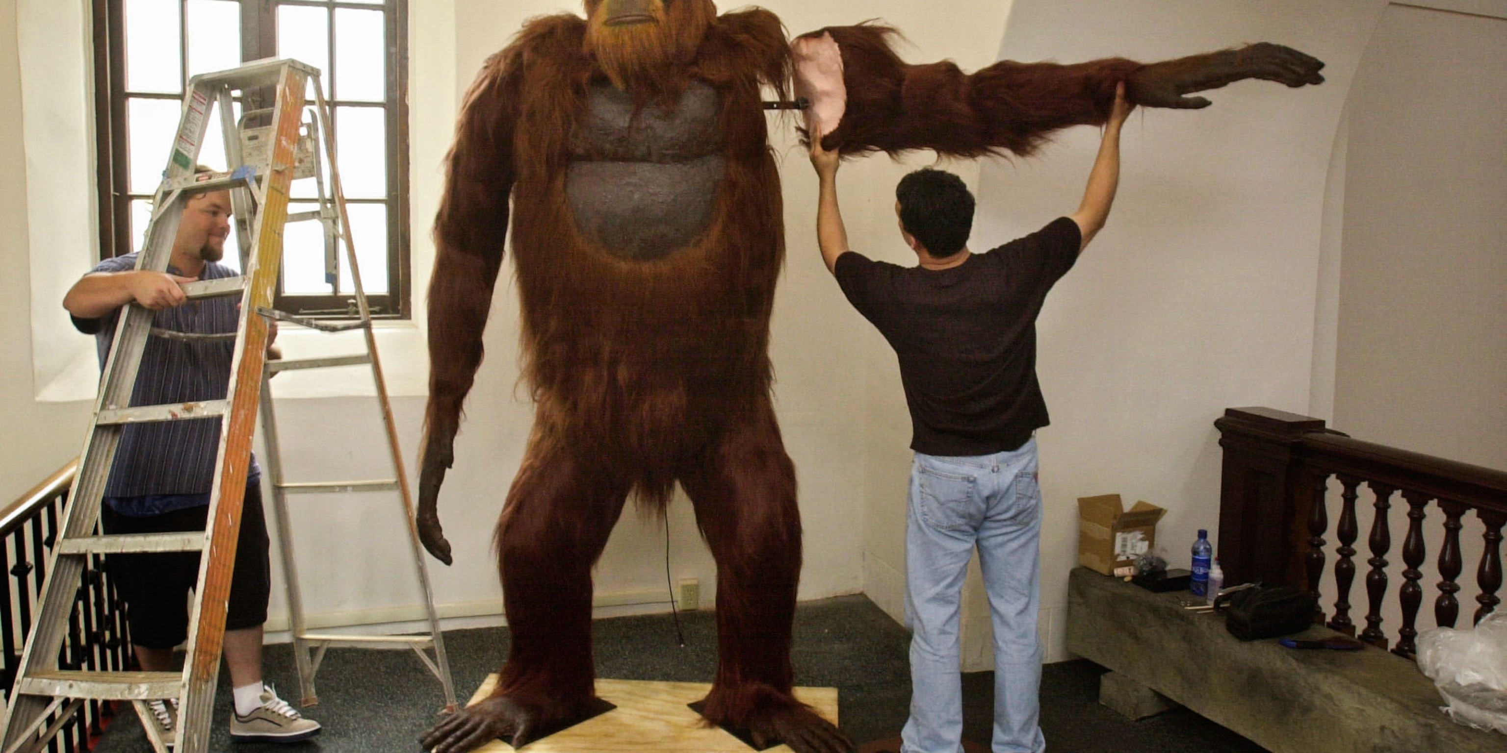 How big can a Gigantopithecus get?