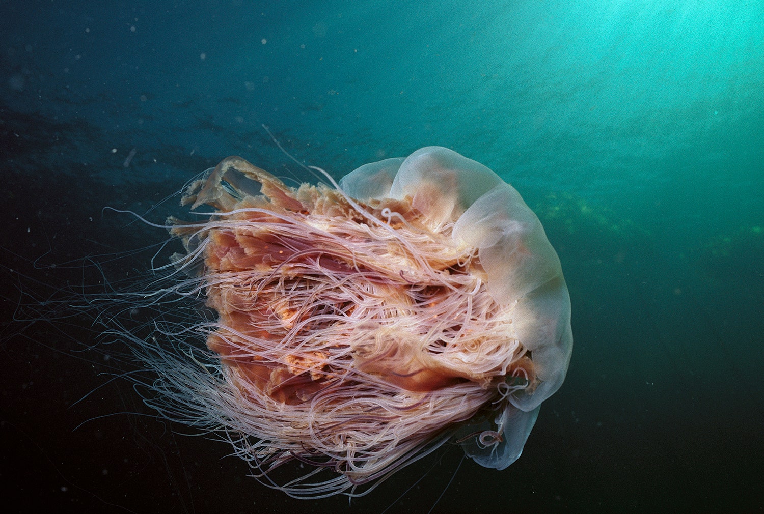 How big can a jellyfish's tentacles get?