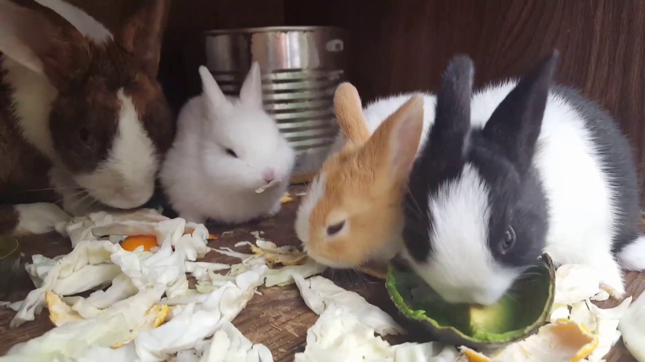 How big is a 3 week old rabbit? [2022] 🐬