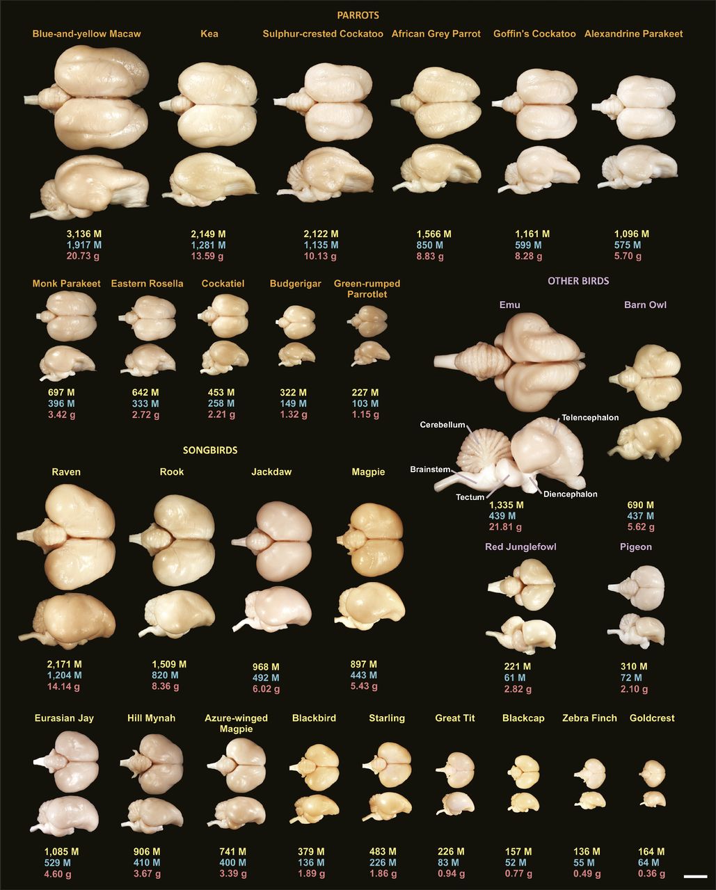 How big is a bird's brain?