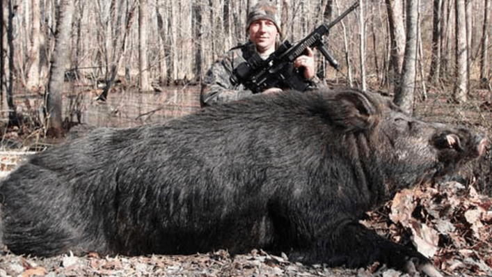 How big is a full grown boar?