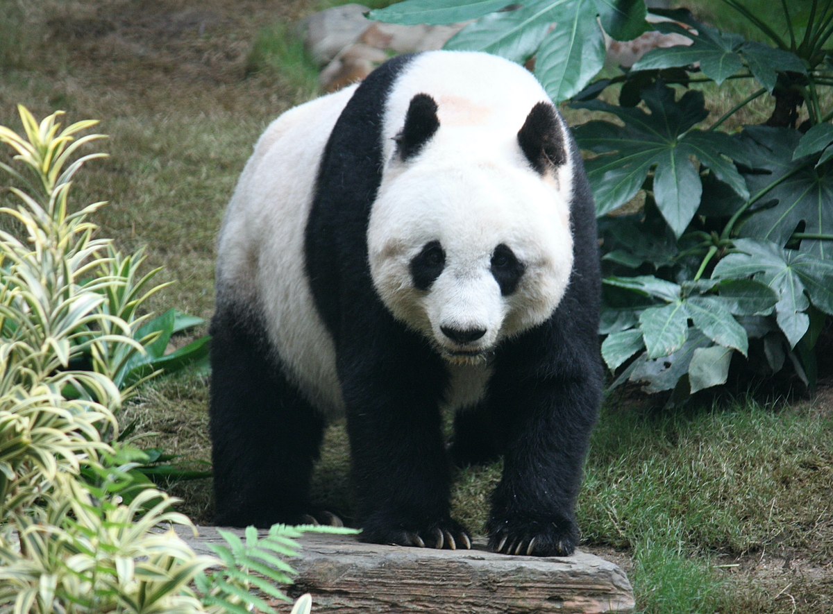 How big is a full grown giant panda?