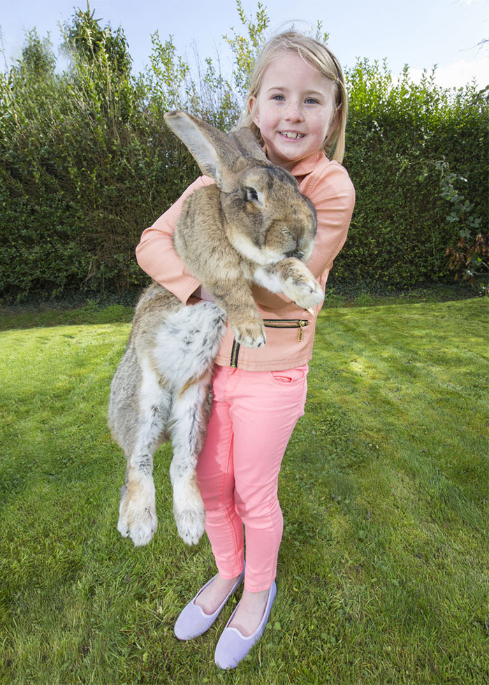 How big is a full size rabbit?