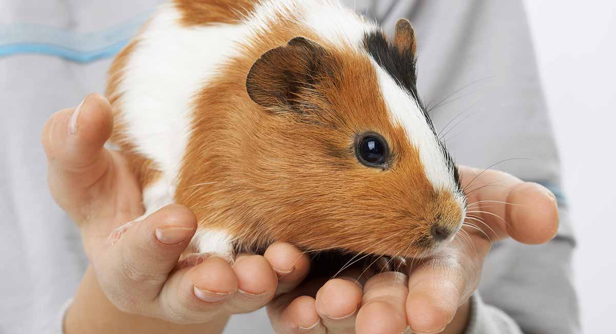 How big is a fully grown male guinea pig?
