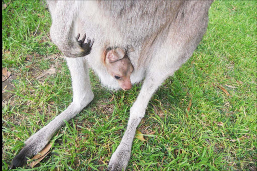 How big is a kangaroo baby when it gives birth?