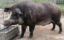 How big is a male boar?