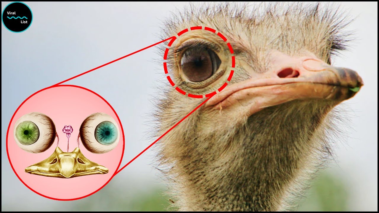 How big is an ostrich eye?
