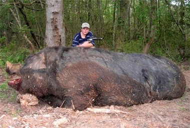 How big is the biggest boar?