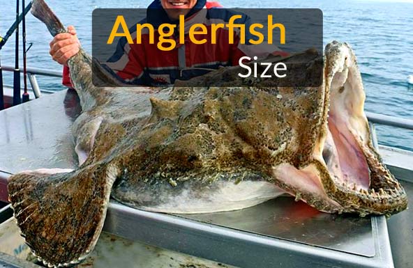 How big is the largest angler fish?