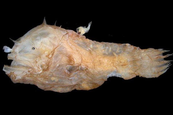 How big is the smallest angler fish?