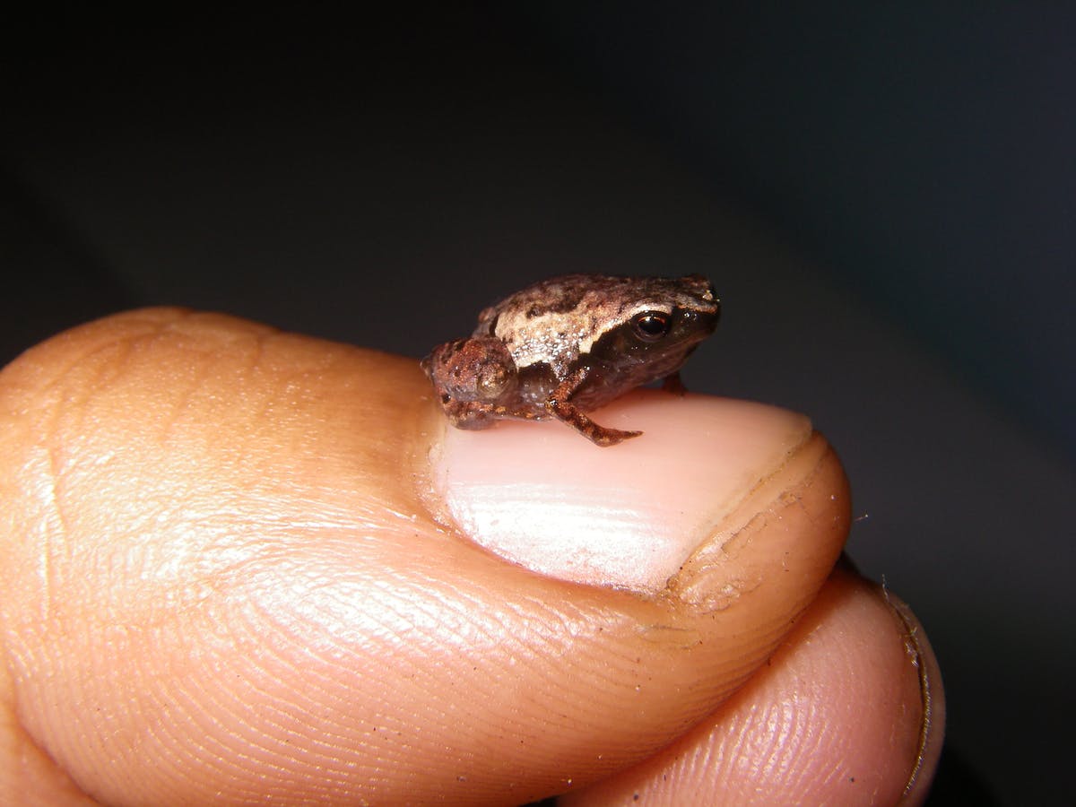 How big is the smallest frog?