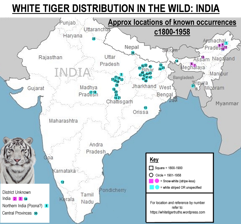 How big is the territory of a white tiger?