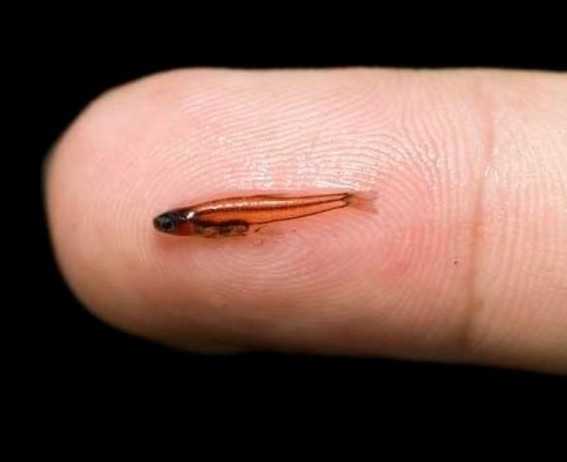 How big is the worlds smallest fish?