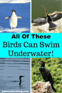 How birds can swim?