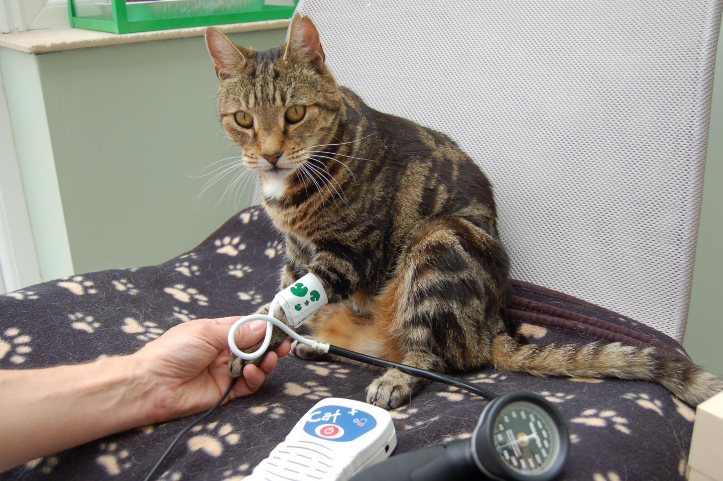 How can I check my cat's blood pressure?