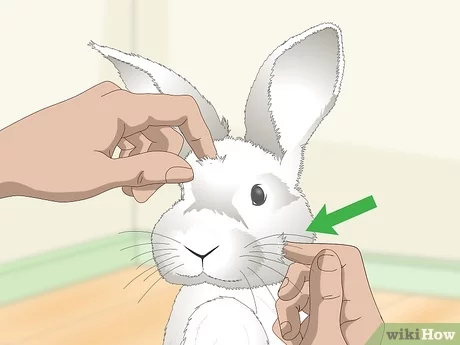 How can I make my rabbit feel loved?
