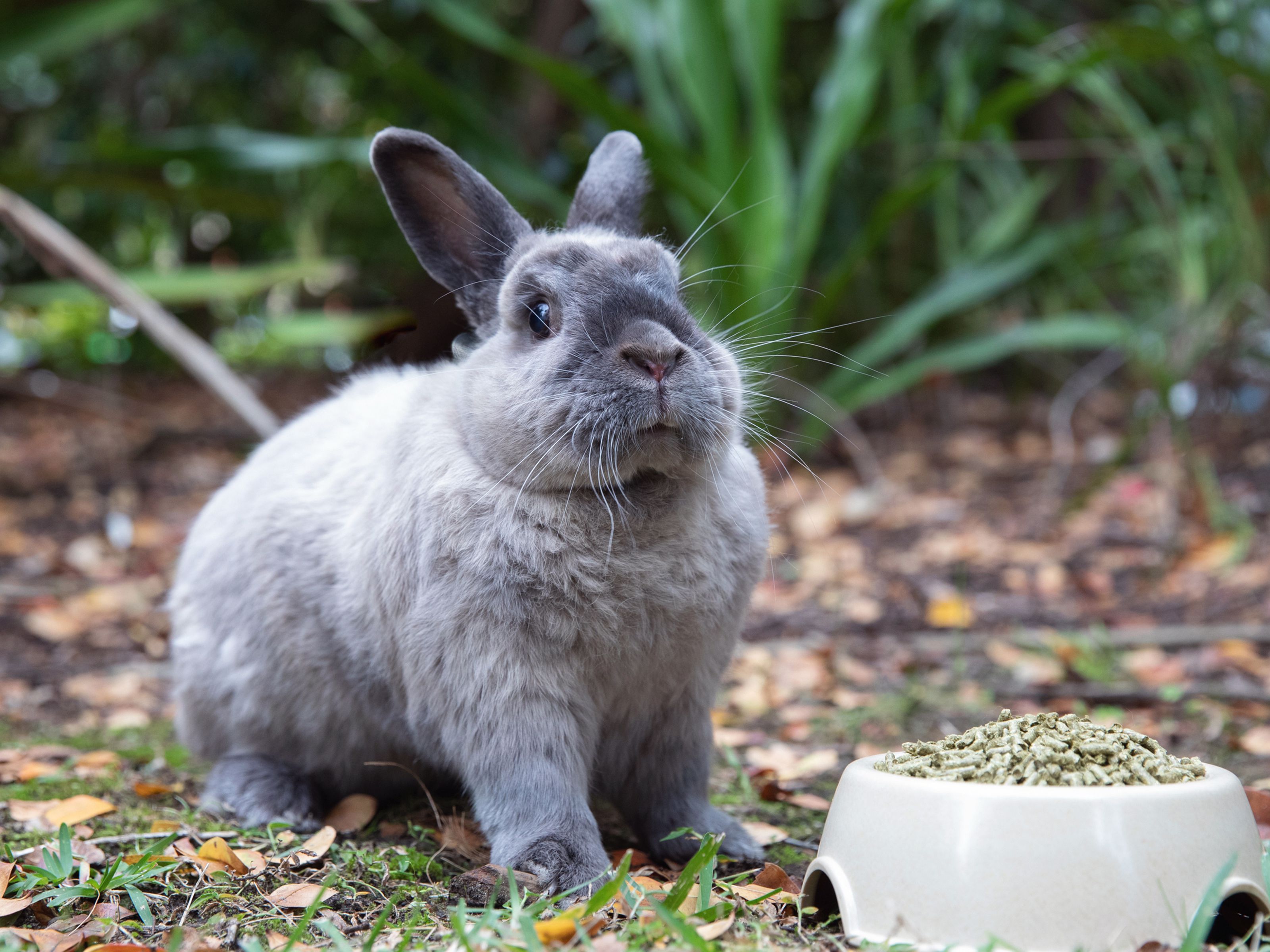 How can I stimulate my rabbit's appetite?