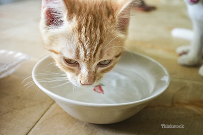 How can I tell if my cat is drinking too much water?