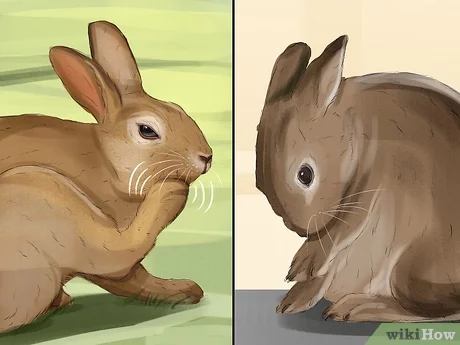 How can I tell if my rabbit is in pain?