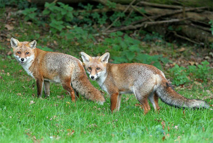 How can you tell a male fox from a female?