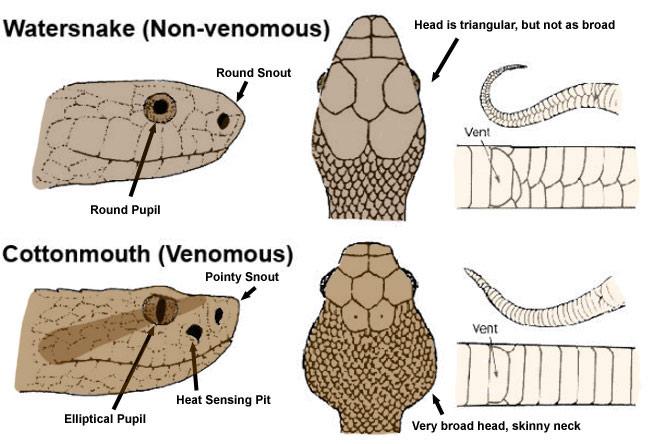 How can you tell a poisonous snake from a non venomous snake?