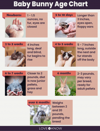 How can you tell how old a baby bunny is?