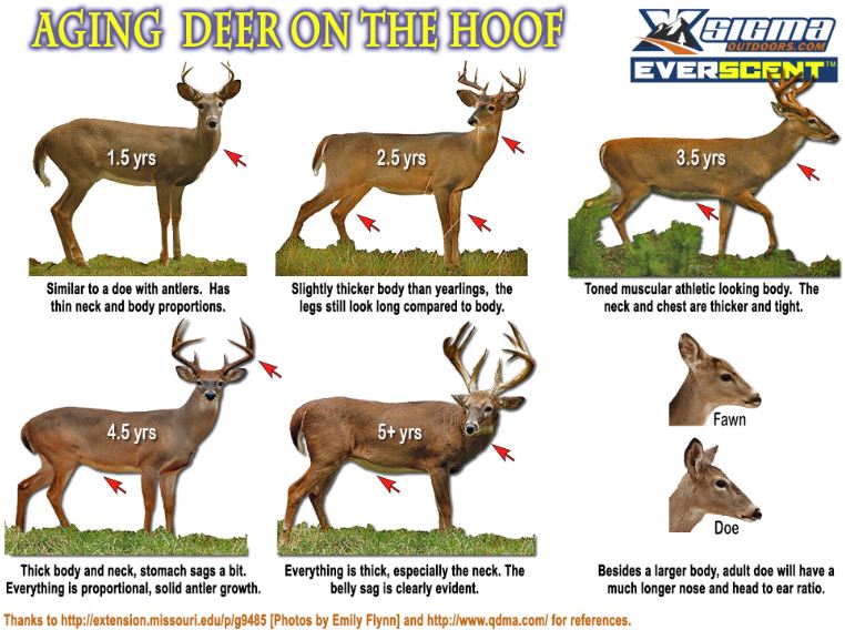 How can you tell how old a deer is?