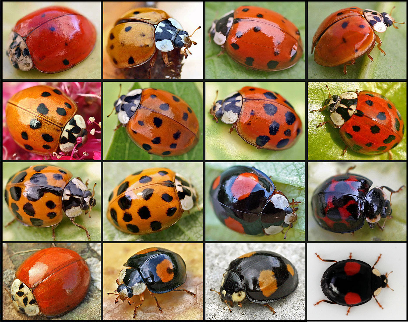 How can you tell how old a ladybug is?