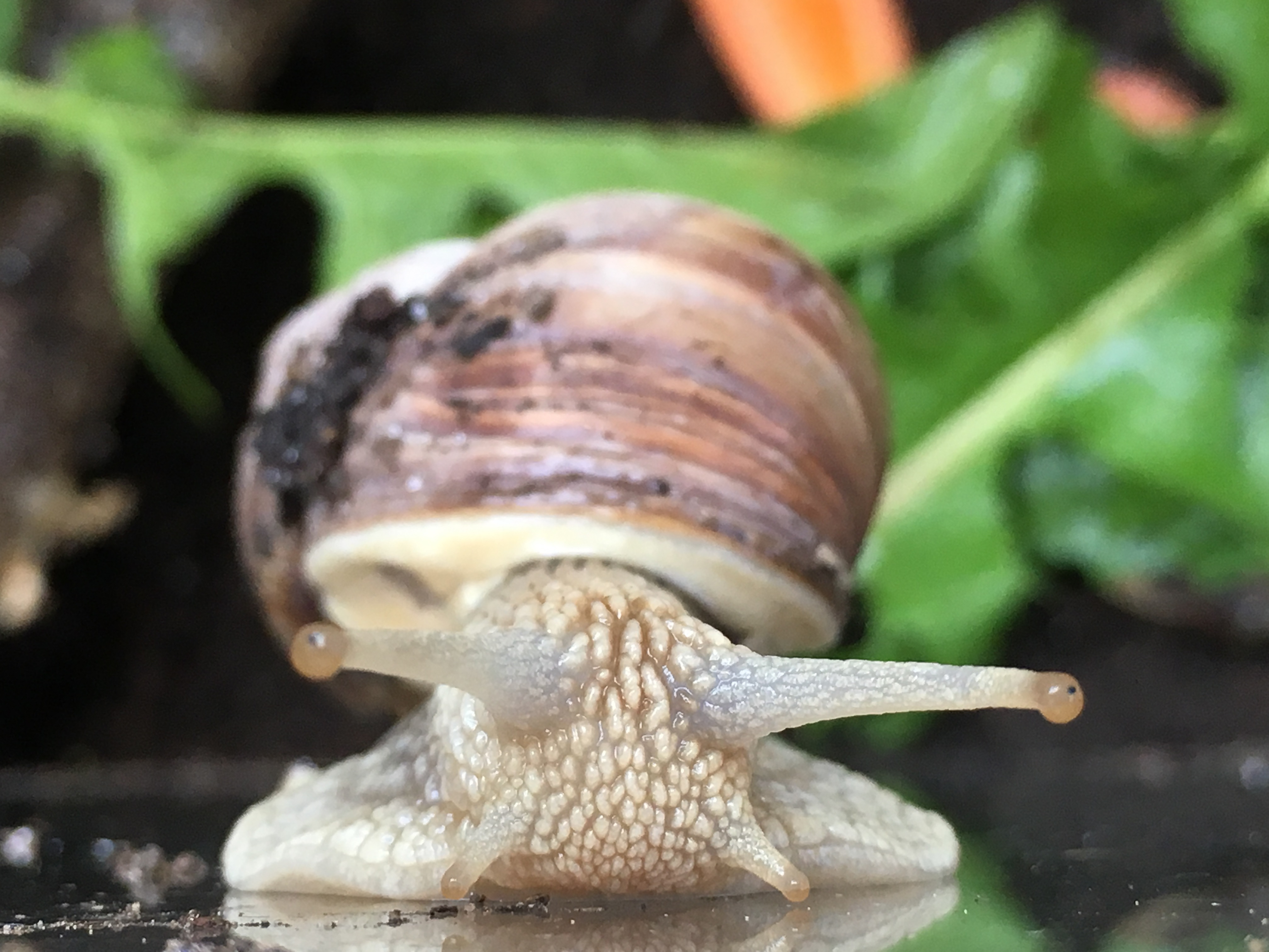 How can you tell if a snail is quiet?