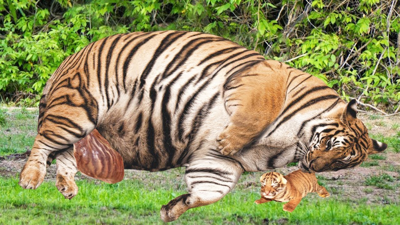 How can you tell if a tigress is pregnant?