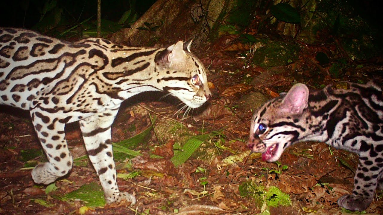 How can you tell if an ocelot is mating? [2022] 🐬 | Animalia-life.club