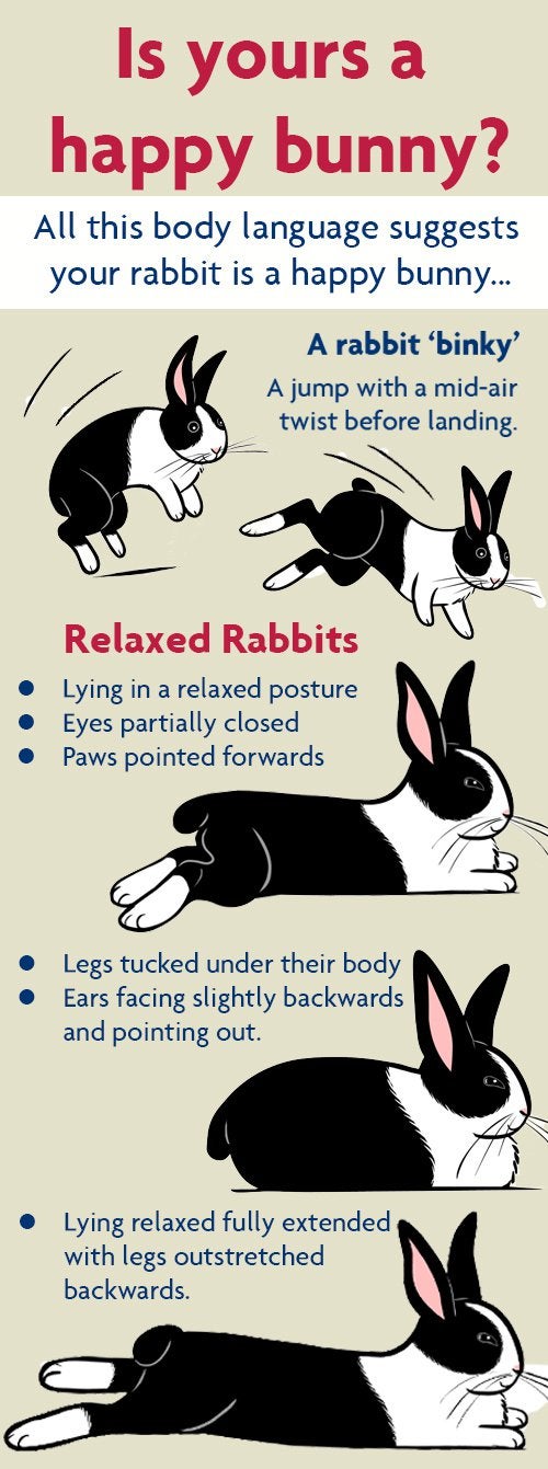 How can you tell if your rabbit is happy?
