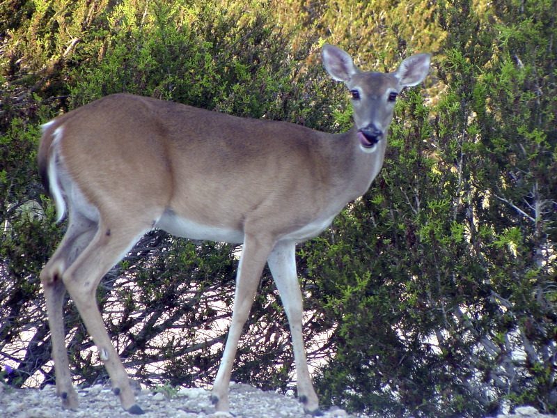 How can you tell the difference between a male and female deer?