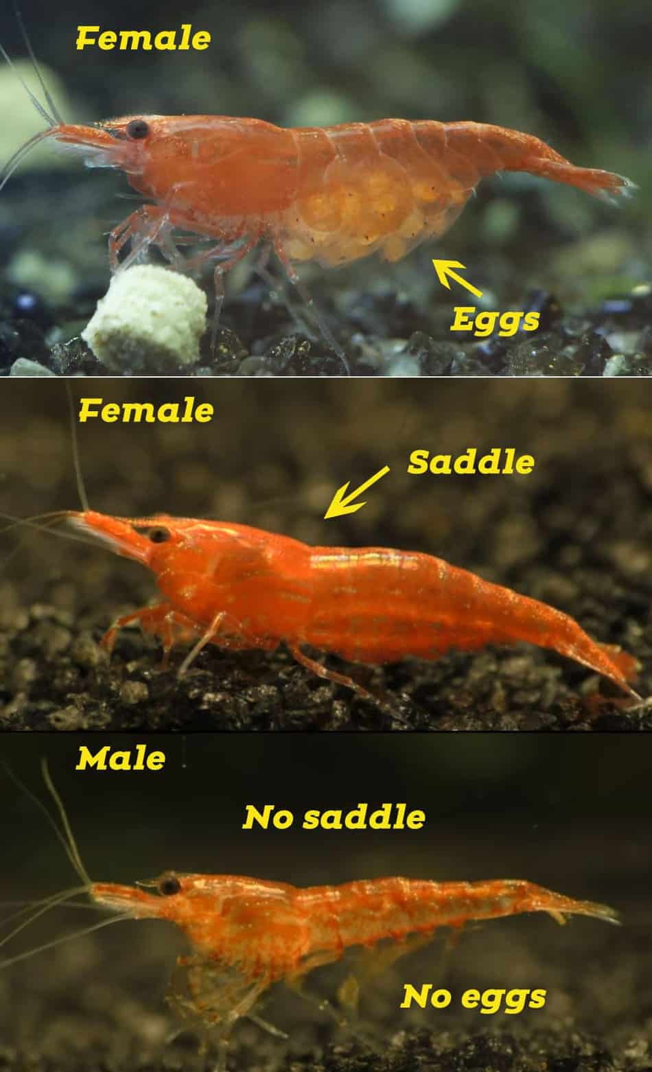 How can you tell the difference between a male and female Neocaridina?