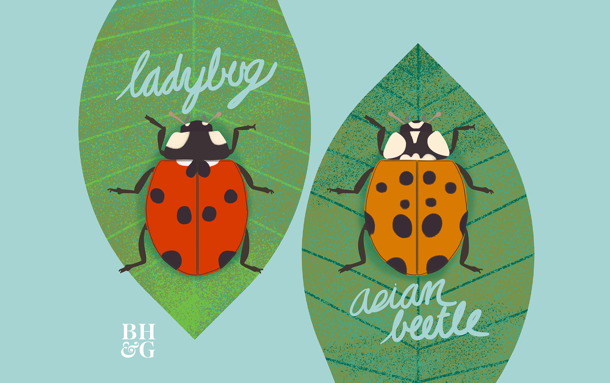 How can you tell the difference between good and bad ladybugs?