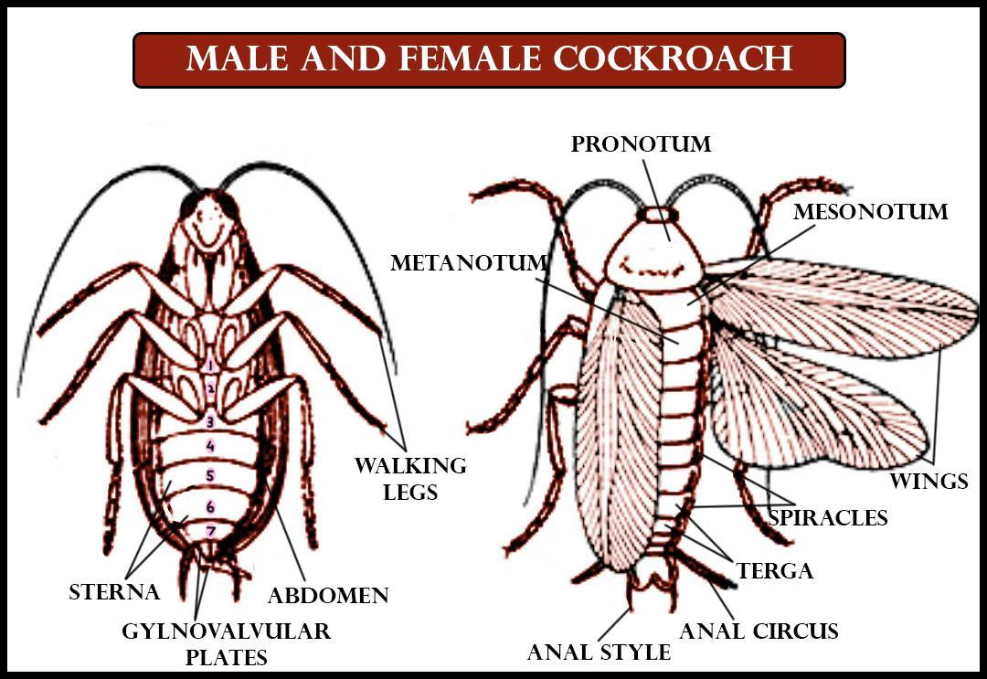 How can you tell the difference between male and Female cockroaches?