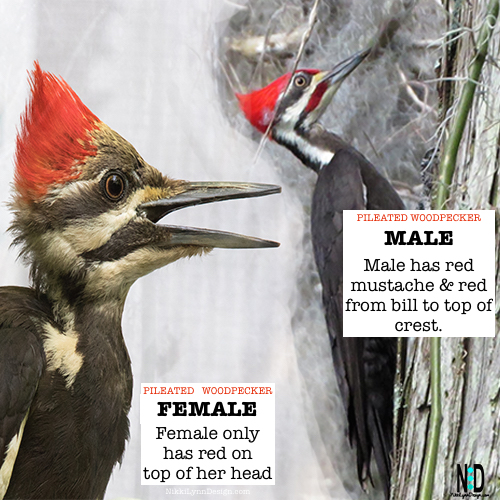 How can you tell the difference between male and female woodpeckers?