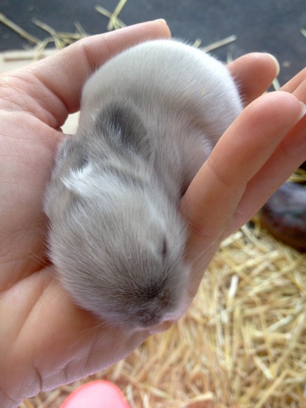 How can you tell what color a newborn rabbit will be?
